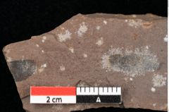 Foto (Detailansicht) von Graminea ? sp.  (NHMW-GEO-2024-0188-0392)